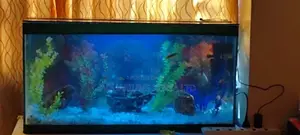 Creative Aquariums and Accessories