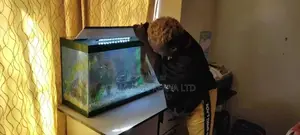 Aquarium Maintainace, Cleaning Services.
