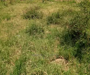 1.5 Acres for Sale in Laikipia(Ngobit Supuko BLK 3)
