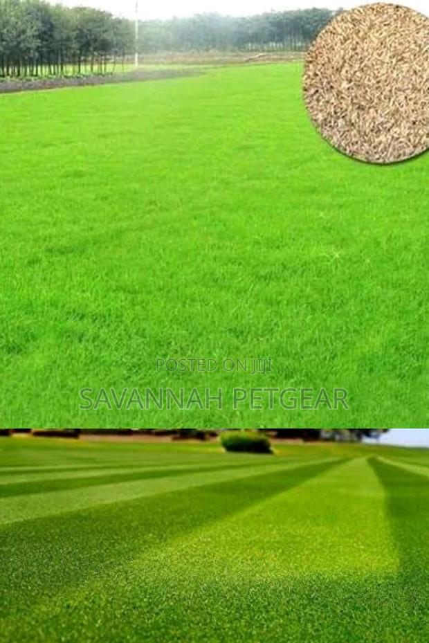 Bermuda Grass Lawn Seeds in 1kg Pack - thumbnail 2