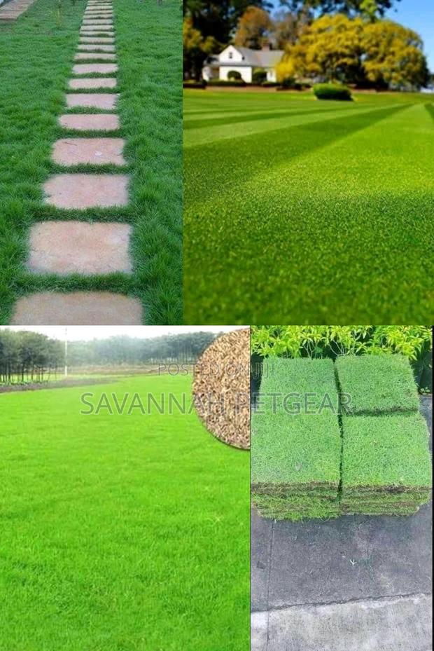 Bermuda Grass Lawn Seeds in 1kg Pack