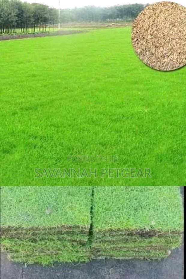 Bermuda Grass Lawn Seeds in 1kg Pack - thumbnail 3