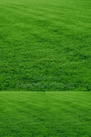 Kikuyu Grass Lawn Grass in 1kg Pack
