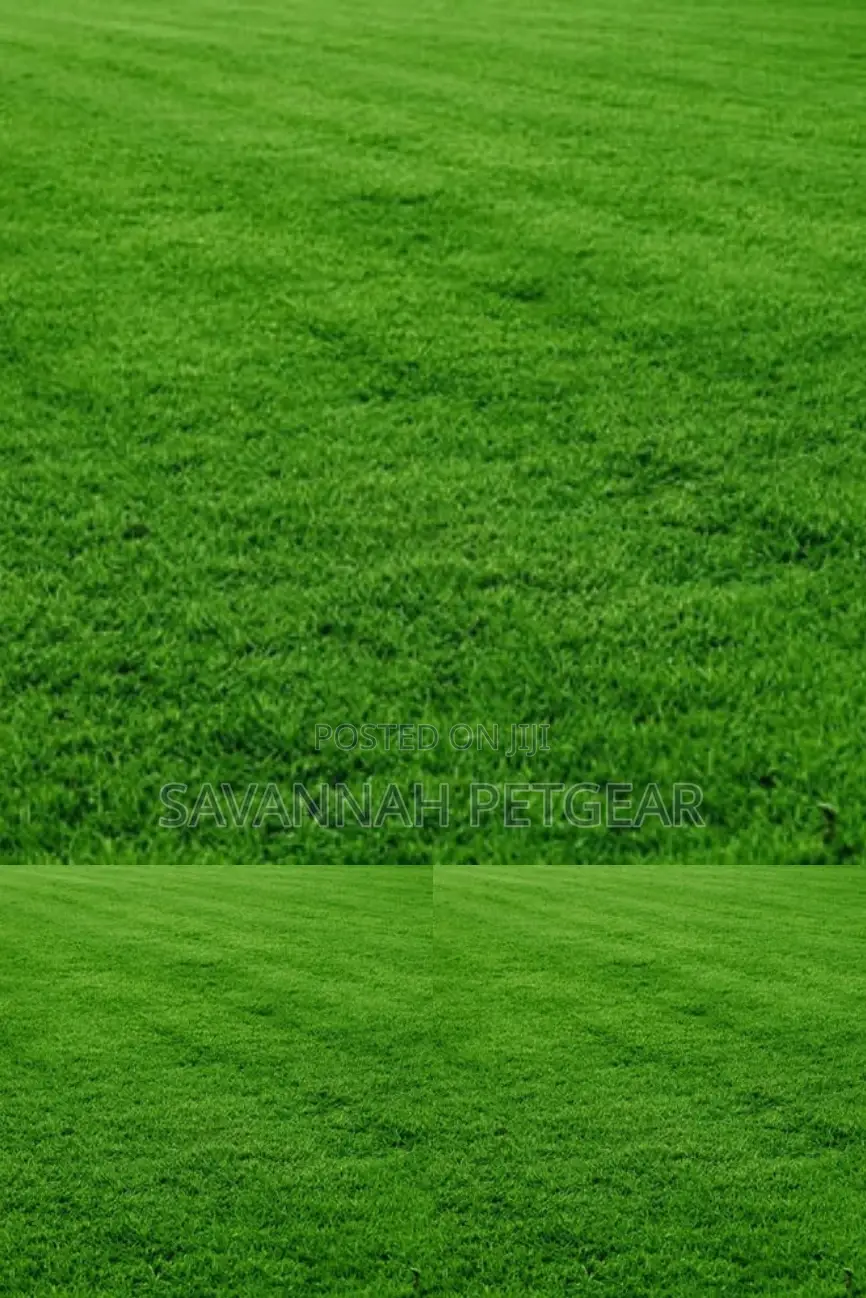 Kikuyu Grass Lawn Grass in 1kg Pack