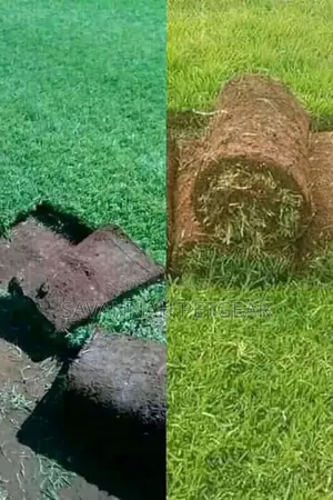 Kikuyu Grass Lawn Grass in 1kg Pack