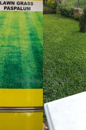 Paspalum Grass Seeds in 1kg Pack