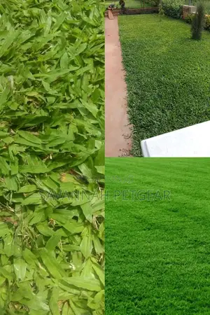 Paspalum Grass Seeds in 1kg Pack