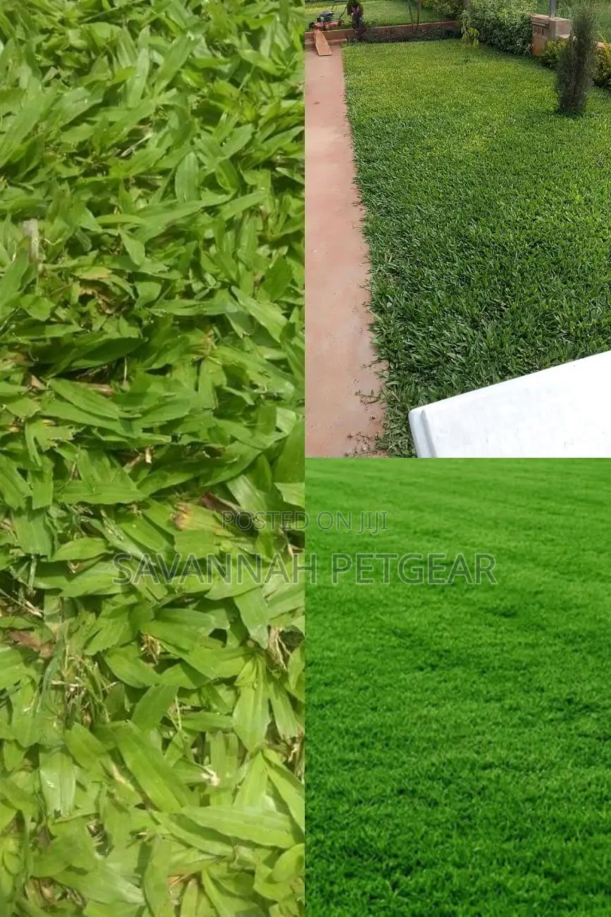Paspalum Grass Seeds in 1kg Pack