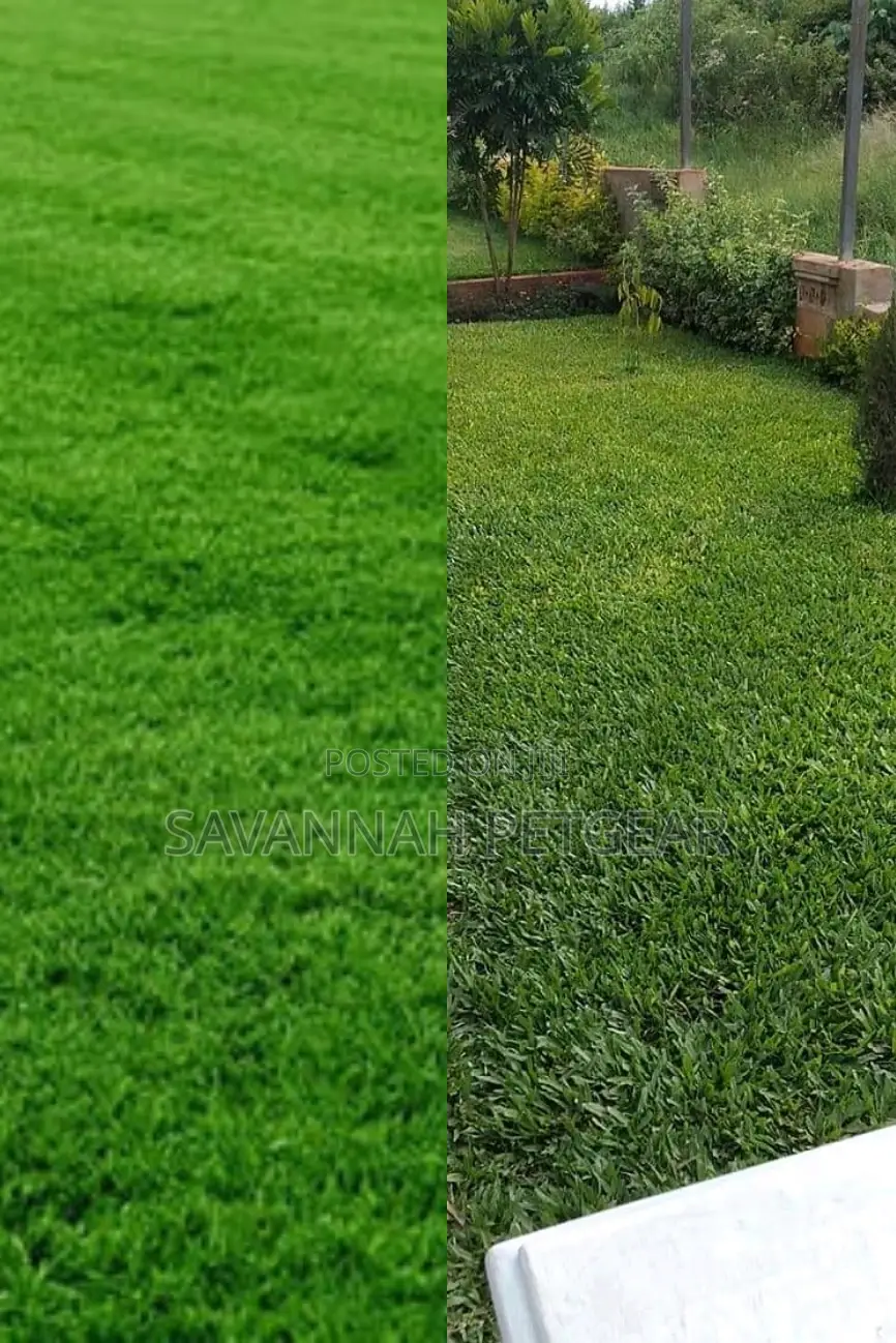 Paspalum Grass Seeds in 1kg Pack