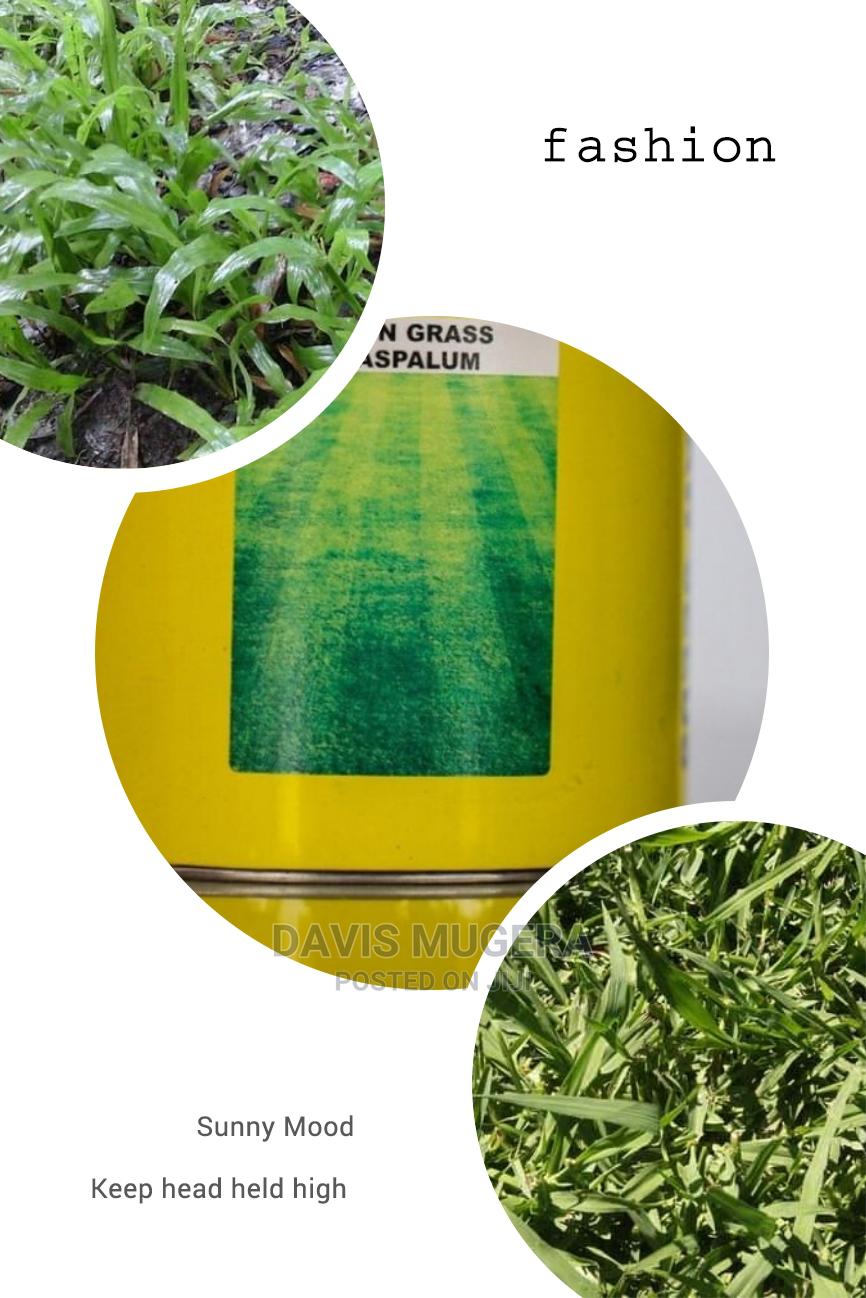 Paspalum Grass Seeds in 1kg Pack in Nairobi Central Feeds