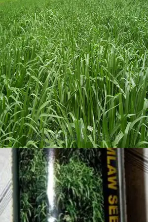 Brachiaria Mullato Hybrid Grass Seeds Pasture in 1kg Pack
