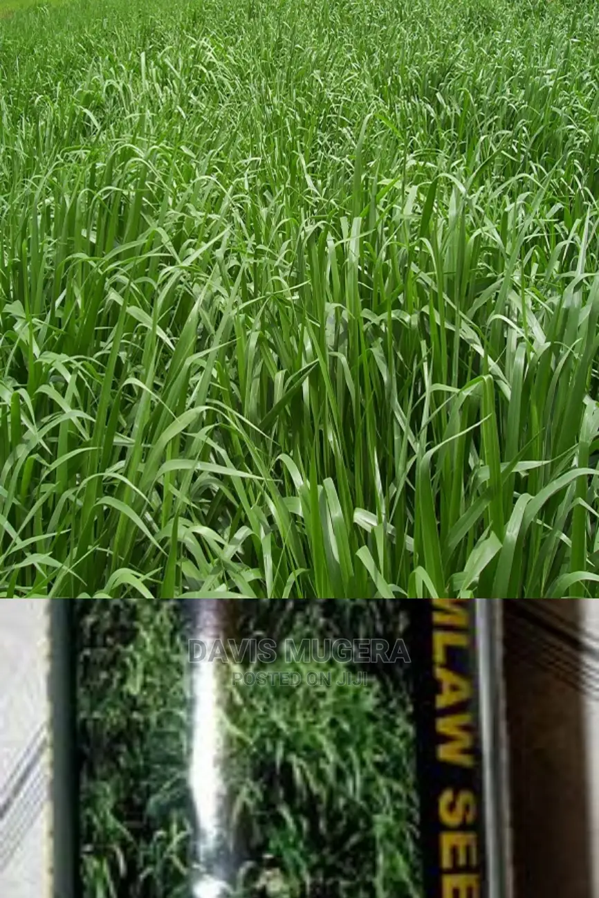 Brachiaria Mullato Hybrid Grass Seeds Pasture in 1kg Pack in Nairobi