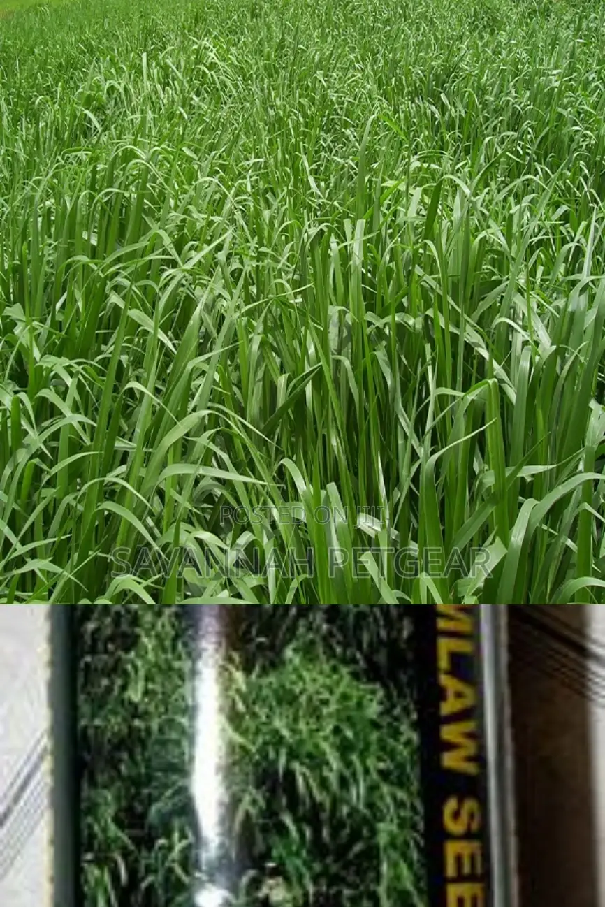 Brachiaria Mullato Hybrid Grass Seeds Pasture in 1kg Pack