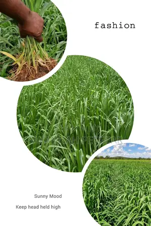 Brachiaria Mullato Hybrid Grass Seeds Pasture in 1kg Pack