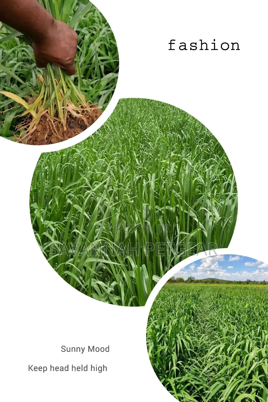 Brachiaria Mullato Hybrid Grass Seeds Pasture in 1kg Pack