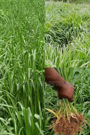 Brachiaria Mullato Hybrid Grass Seeds Pasture in 1kg Pack