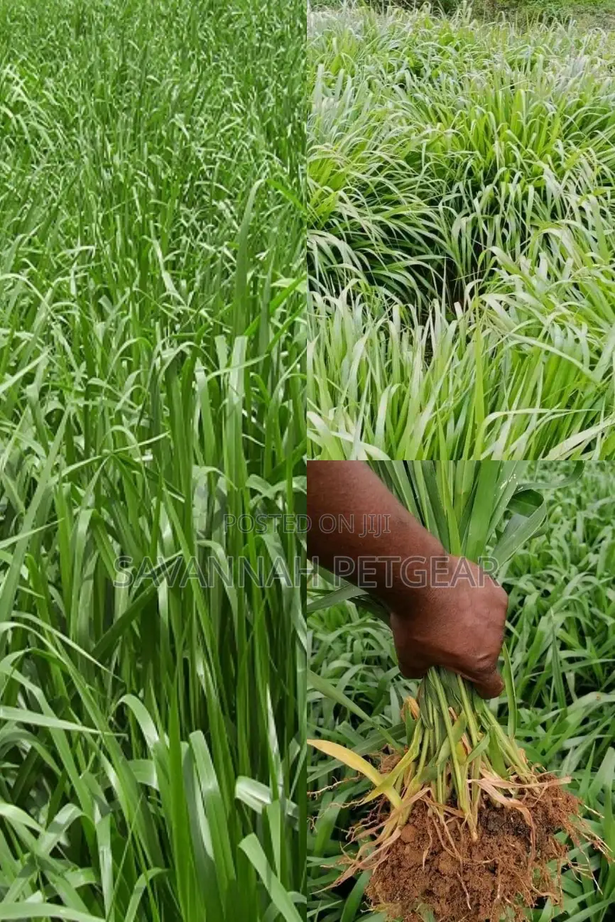 Brachiaria Mullato Hybrid Grass Seeds Pasture in 1kg Pack