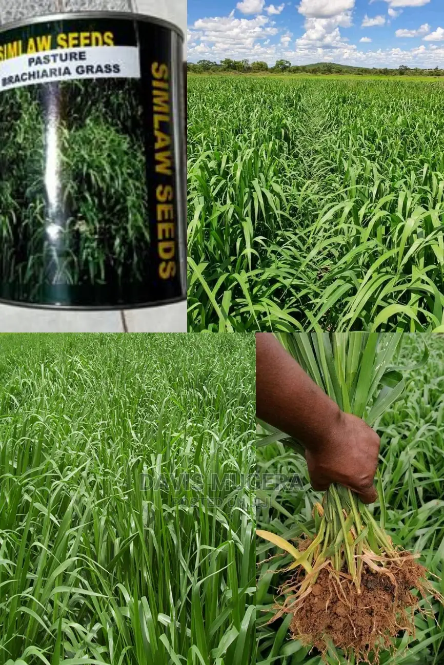 Brachiaria Mullato Hybrid Grass Seeds Pasture in 1kg Pack in Nairobi