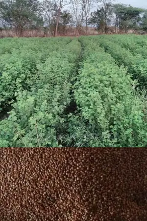 Lucerne Pasture Legume Seeds in 1kg Pack