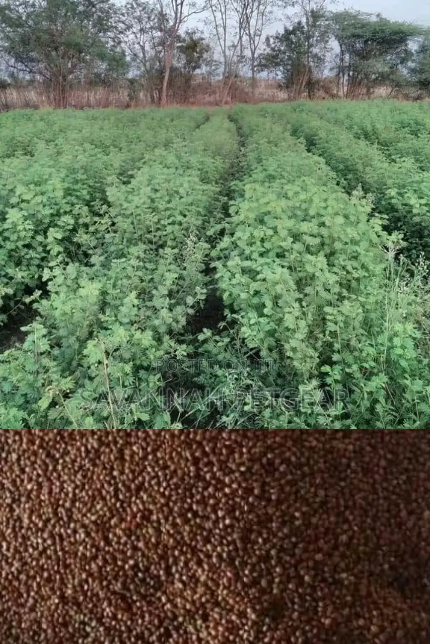 Lucerne Pasture Legume Seeds in 1kg Pack