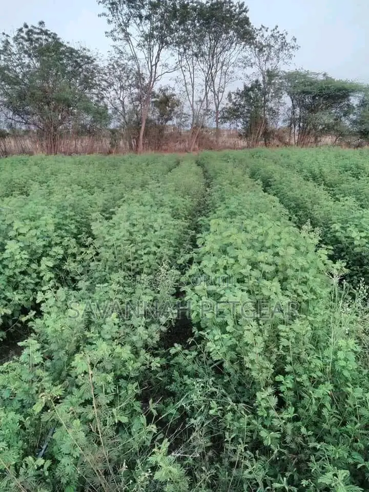 Lucerne Pasture Legume Seeds in 1kg Pack