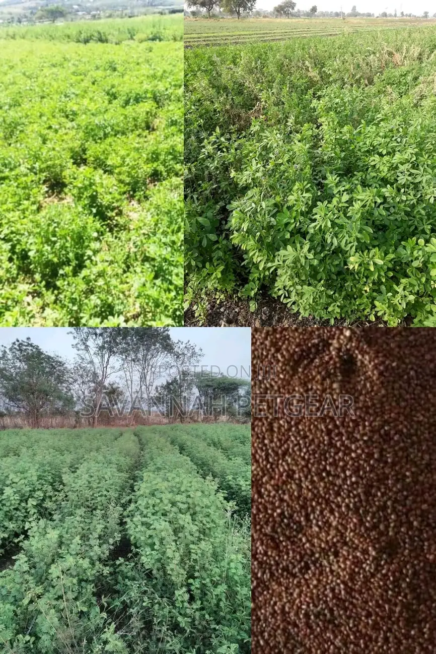 Lucerne Pasture Legume Seeds in 1kg Pack