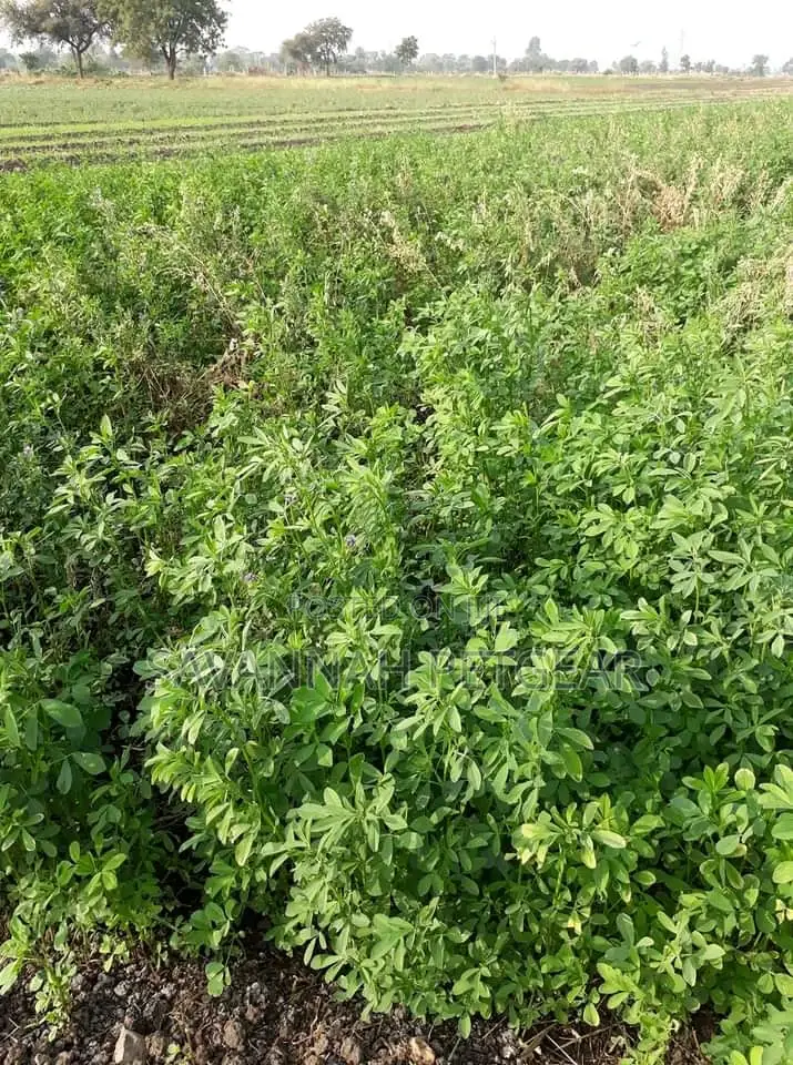 Lucerne Pasture Legume Seeds in 1kg Pack