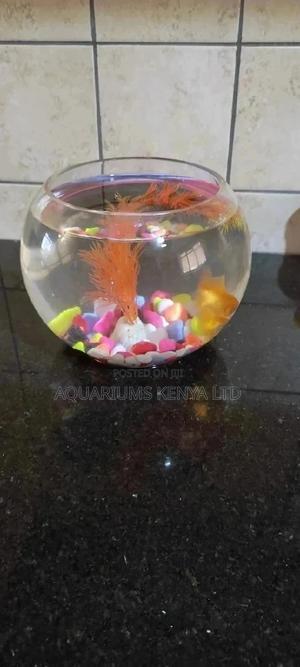 Classy Bowl for Fish - thumbnail 2