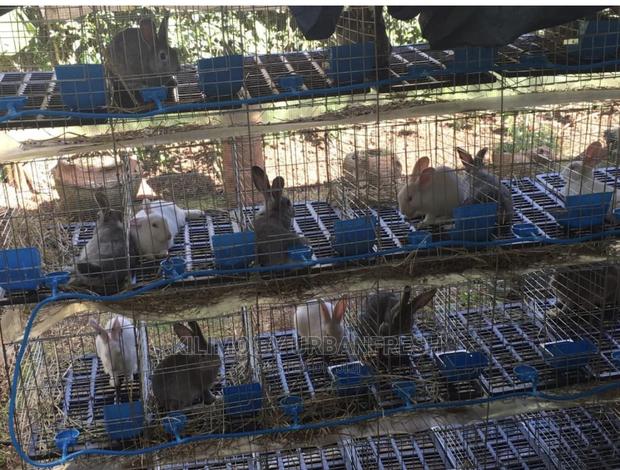 Rabbit Cages With Feeders,Drinkers Urine Collection Point.