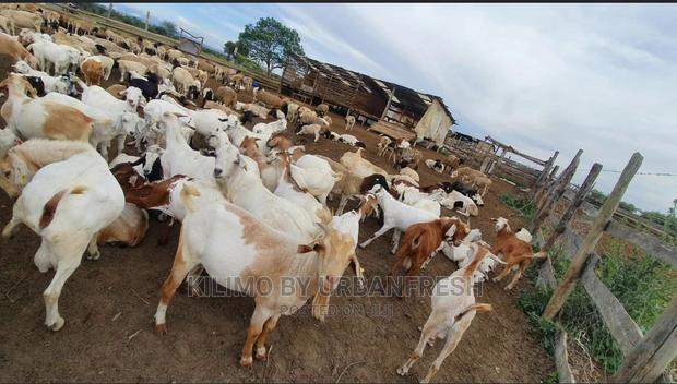 Kalahari Red Galla Goat Cross Bucks. - main view