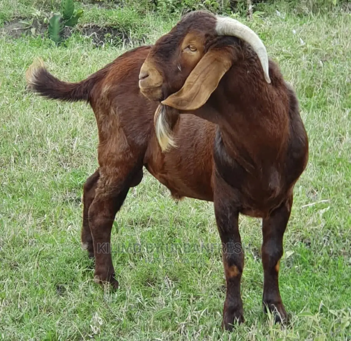 Kalahari Red Galla Goat Cross Bucks.