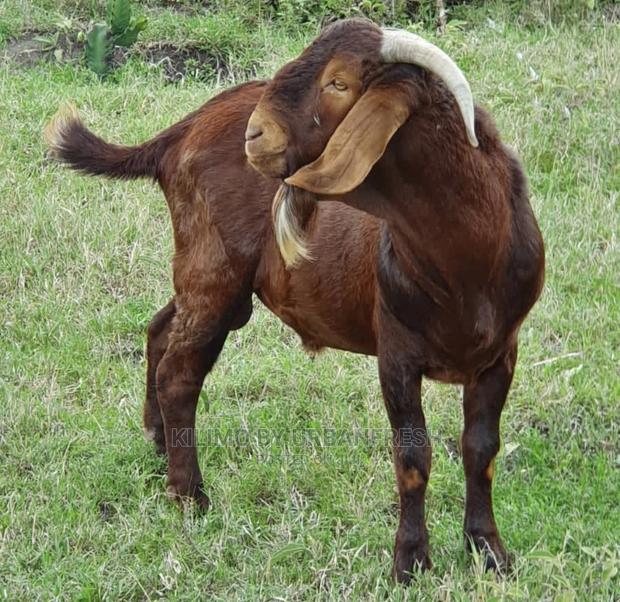 Kalahari Red Galla Goat Cross Bucks. - thumbnail 3