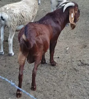 Kalahari Red Galla Goat Cross Bucks.