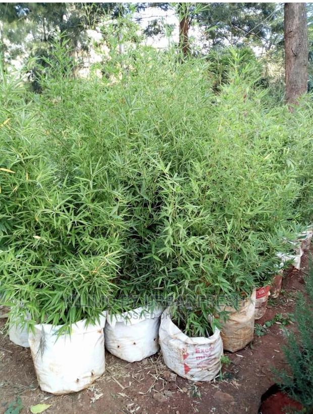 Bamboo Plant / Seedling 5 Per Bag - main view