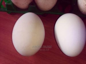 Goose Eggs - thumbnail 2