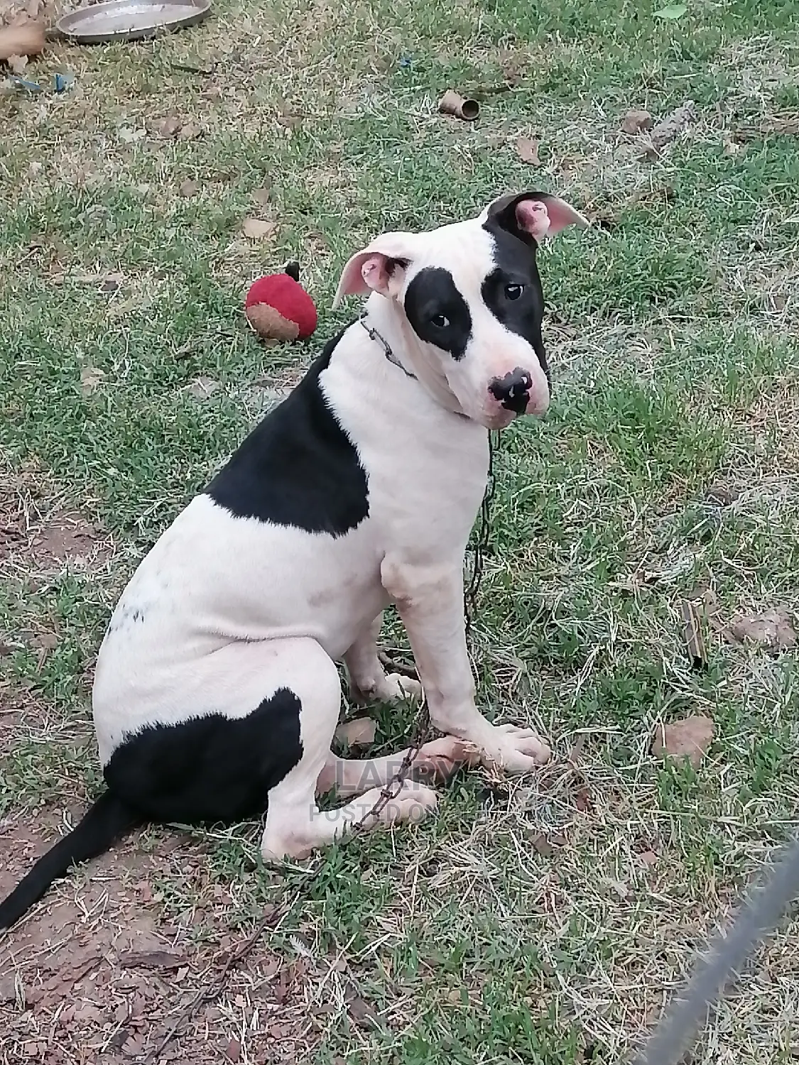 1-3 Month Male Purebred American Pit Bull Terrier