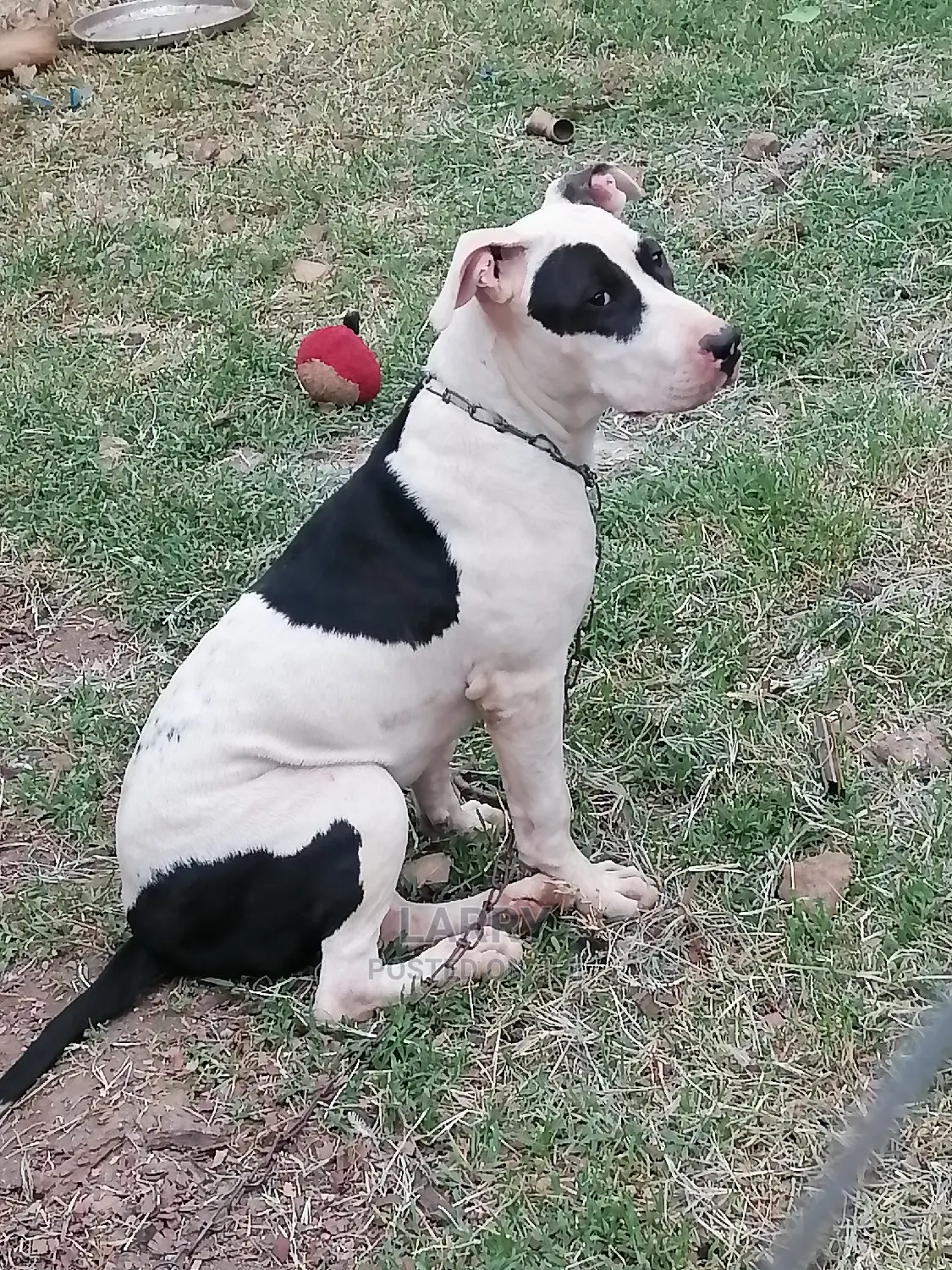 1-3 Month Male Purebred American Pit Bull Terrier