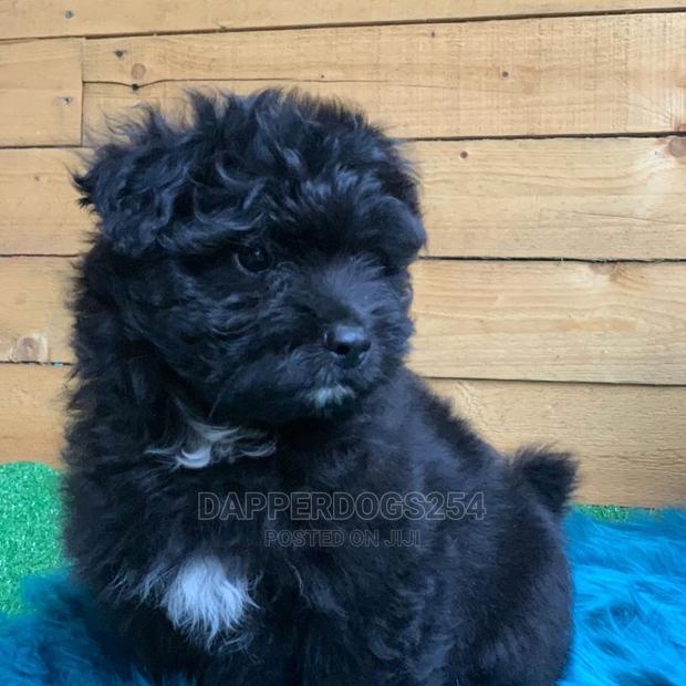 1-3 Month Male Purebred Havanese