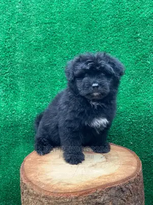 1-3 Month Female Purebred Havanese