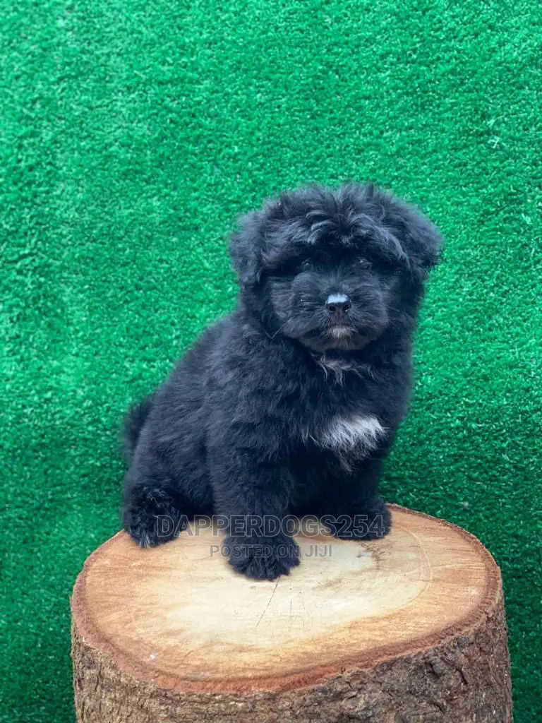 1-3 Month Female Purebred Havanese