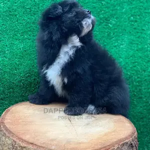 1-3 Month Female Purebred Havanese