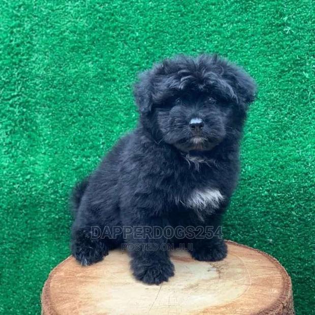 1-3 Month Female Purebred Havanese