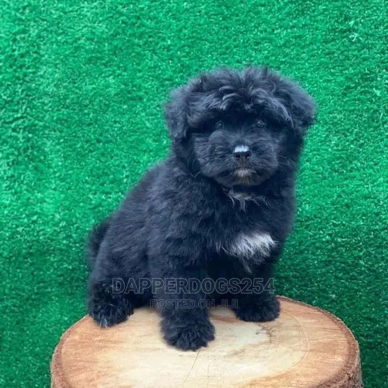 1-3 Month Female Purebred Havanese