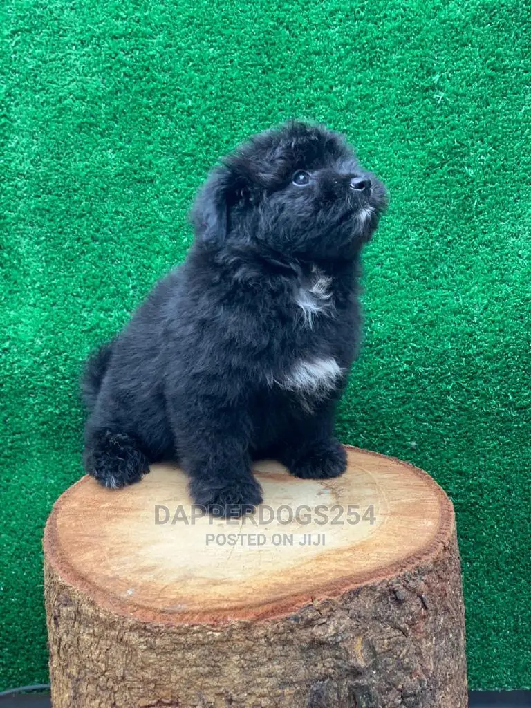 1-3 Month Female Purebred Havanese