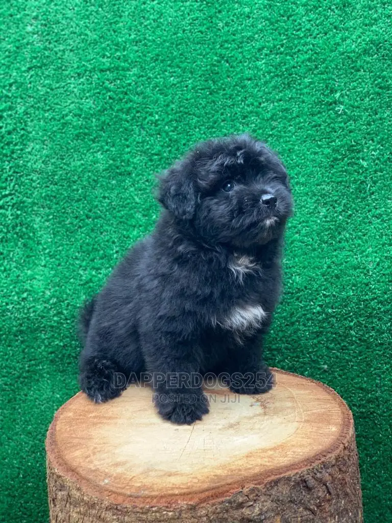 1-3 Month Female Purebred Havanese