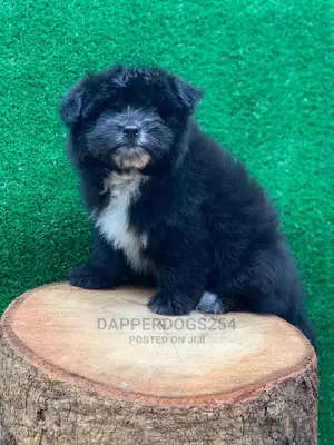 1-3 Month Female Purebred Havanese
