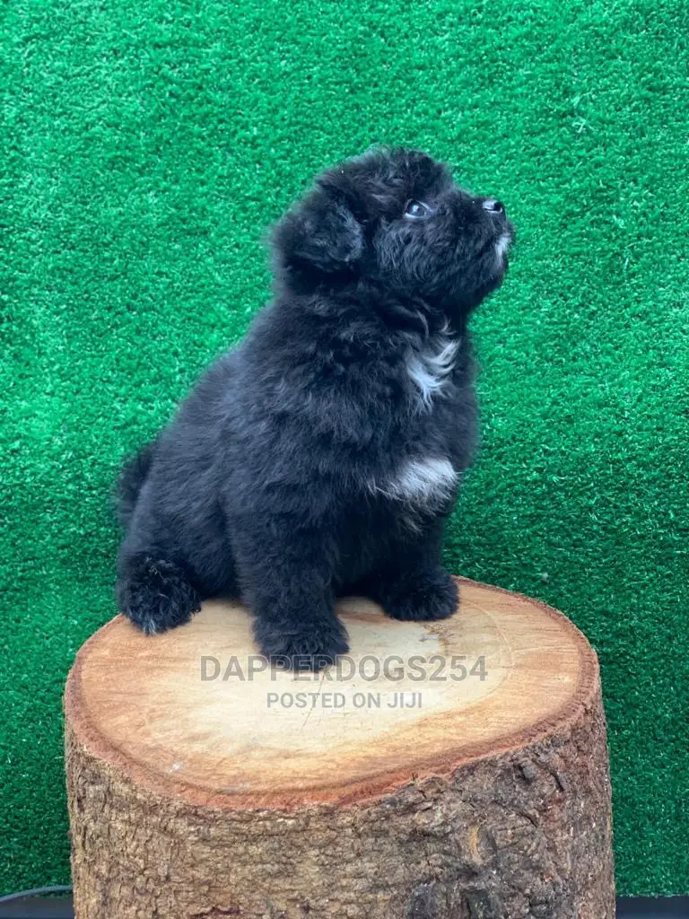 1-3 Month Female Purebred Havanese