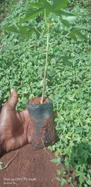 Dwarf Hybrid Pawpaw Seedlings - thumbnail 2