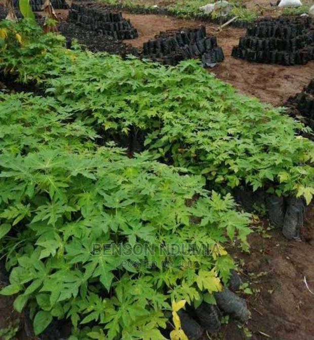 Dwarf Hybrid Pawpaw Seedlings - thumbnail 4