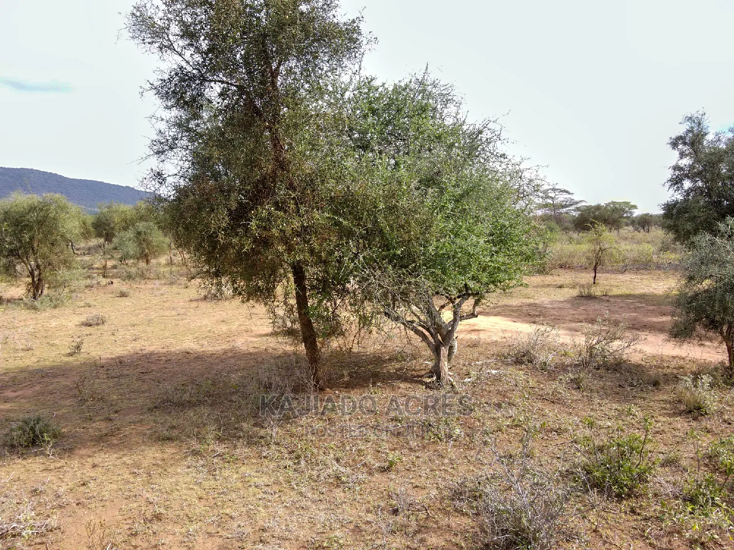 Quick Sale 140 Acres Maili Tisa